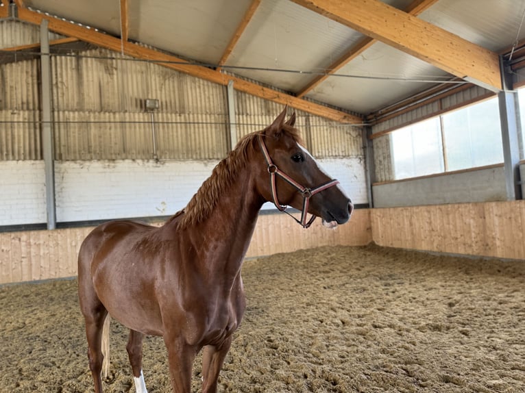 Westphalian Mare 4 years Chestnut-Red in Weilerswist