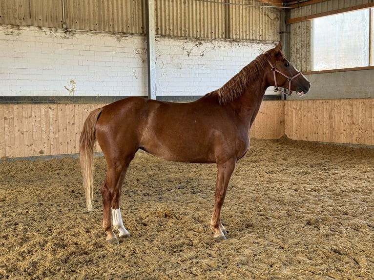 Westphalian Mare 4 years Chestnut-Red in Weilerswist