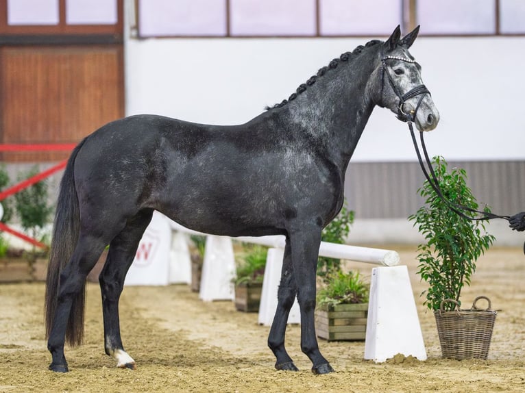 Westphalian Mare 4 years in Münster-Handorf