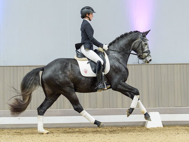 Westphalian Mare 4 years in Münster-Handorf
