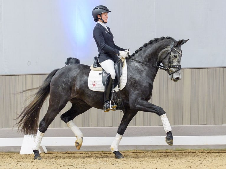 Westphalian Mare 4 years Grey in Münster-Handorf
