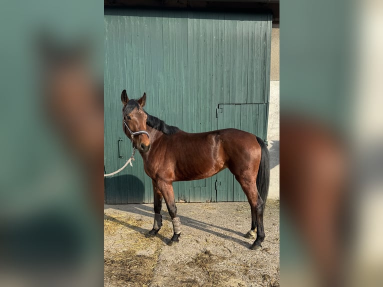 Westphalian Mare 5 years 15,1 hh Brown in Detmold