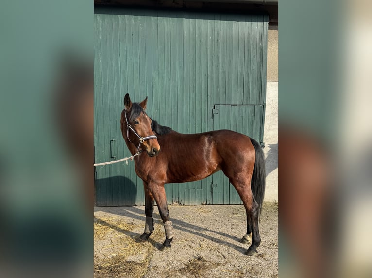 Westphalian Mare 5 years 15,1 hh Brown in Detmold