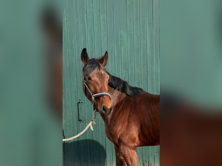 Westphalian Mare 5 years 15,1 hh Brown in Detmold