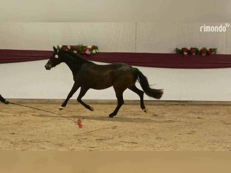 Westphalian Mare 5 years 15.2 hh Bay-Dark in Karlsdorf-Neuthard