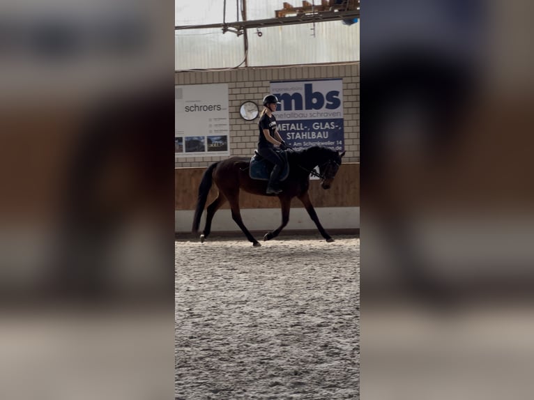 Westphalian Mare 5 years 15.2 hh Bay-Dark in Kerken