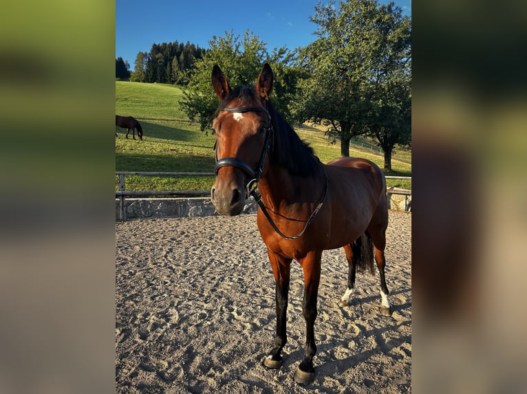 Westphalian Mare 5 years 15.2 hh Brown in Randegg