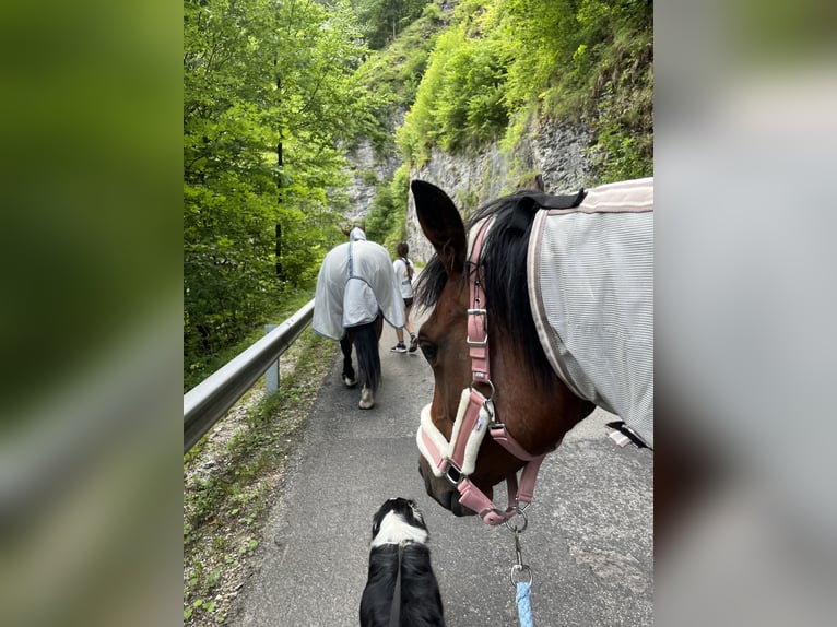 Westphalian Mare 5 years 15.2 hh Brown in Randegg
