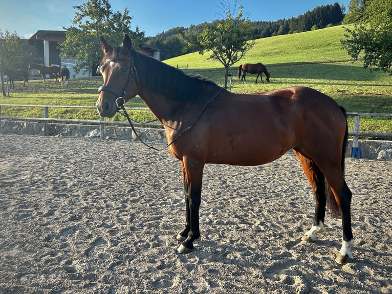 Westphalian Mare 5 years 15.2 hh Brown in Randegg