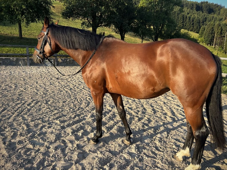 Westphalian Mare 5 years 15.2 hh Brown in Randegg