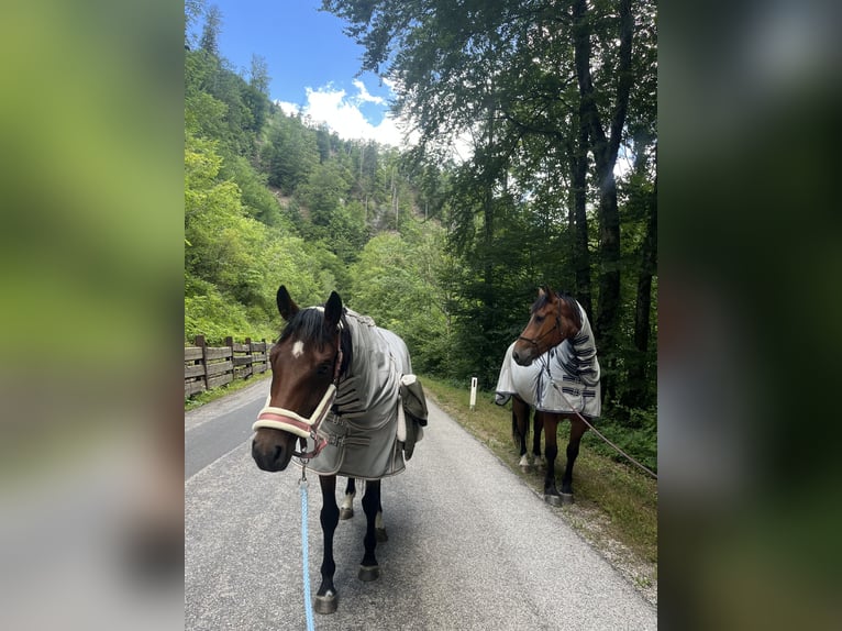 Westphalian Mare 5 years 15.2 hh Brown in Randegg