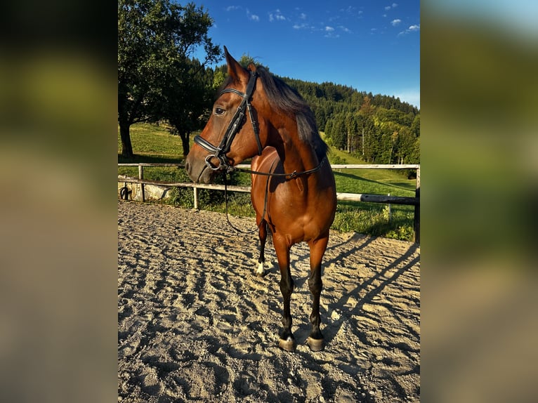 Westphalian Mare 5 years 15.2 hh Brown in Randegg
