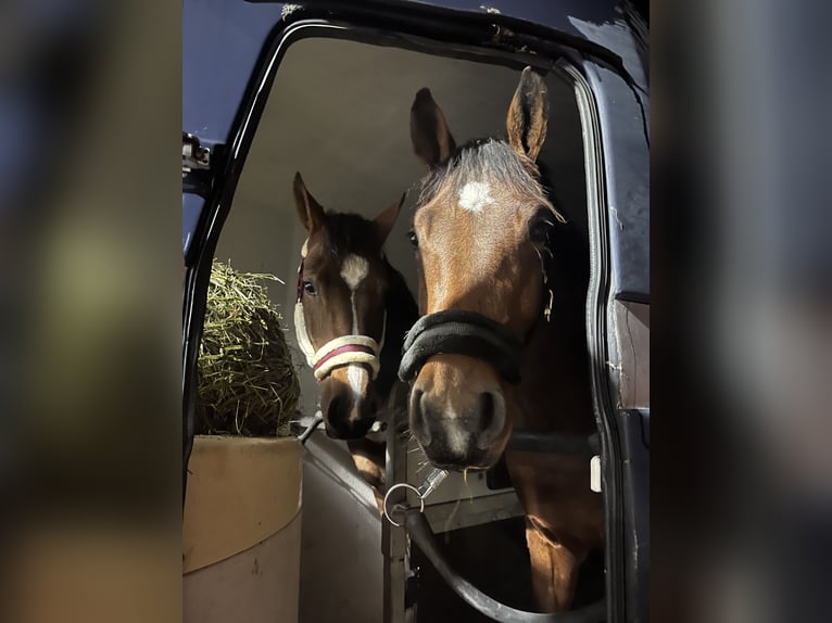 Westphalian Mare 5 years 15.2 hh Brown in Randegg