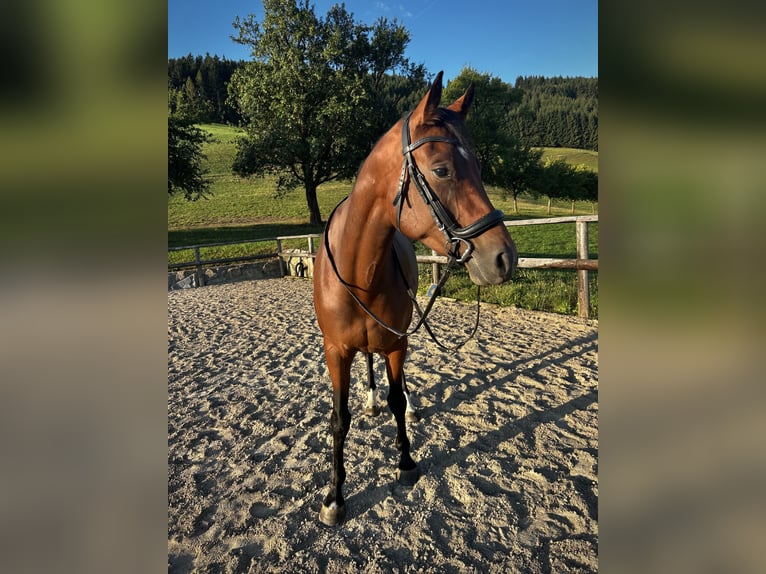Westphalian Mare 5 years 15.2 hh Brown in Randegg