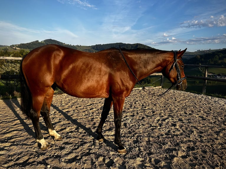 Westphalian Mare 5 years 15.2 hh Brown in Randegg