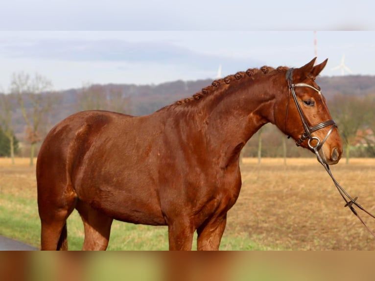 Westphalian Mare 5 years 15.2 hh Chestnut-Red in Nottuln
