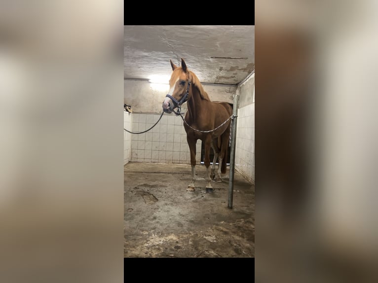 Westphalian Mare 5 years 15,2 hh Chestnut-Red in Hünxe