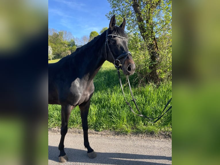 Westphalian Mare 5 years 15.2 hh Smoky-Black in Ingelfingen