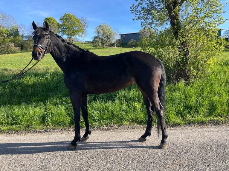 Westphalian Mare 5 years 15.2 hh Smoky-Black in Ingelfingen
