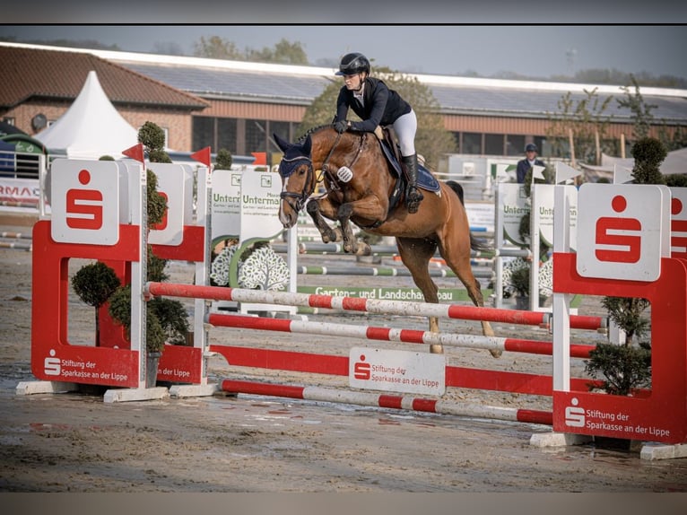 Westphalian Mare 5 years 15.3 hh Brown in Hamm