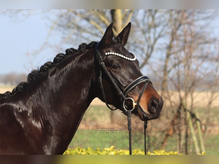 Westphalian Mare 5 years 15,1 hh Bay-Dark in Reeßum