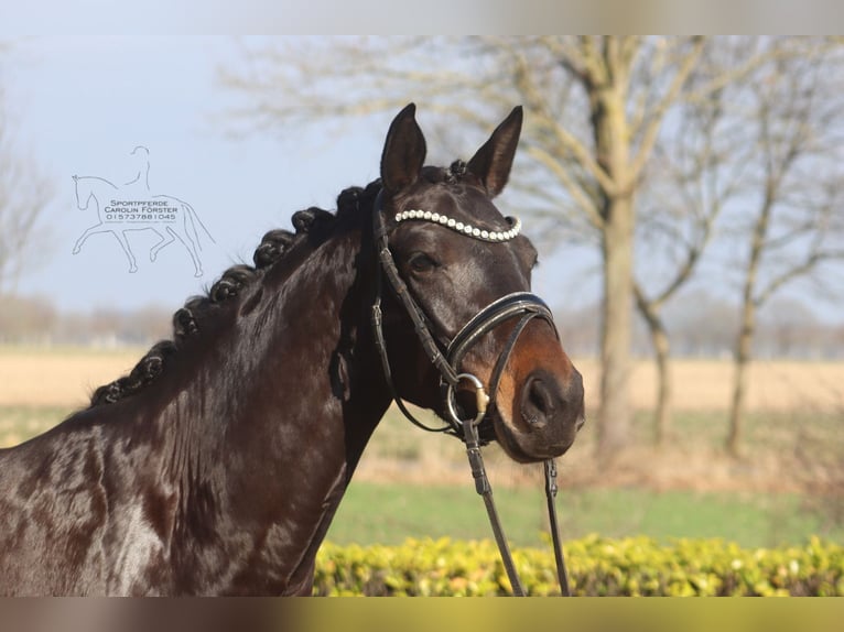 Westphalian Mare 5 years 15,1 hh Bay-Dark in Reeßum