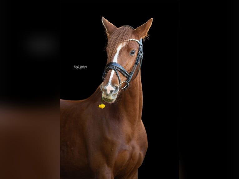 Westphalian Mare 5 years 15,1 hh Chestnut-Red in Hetzles