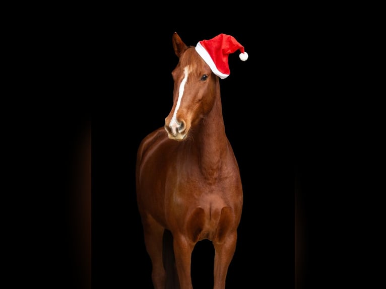 Westphalian Mare 5 years 15,1 hh Chestnut-Red in Hetzles