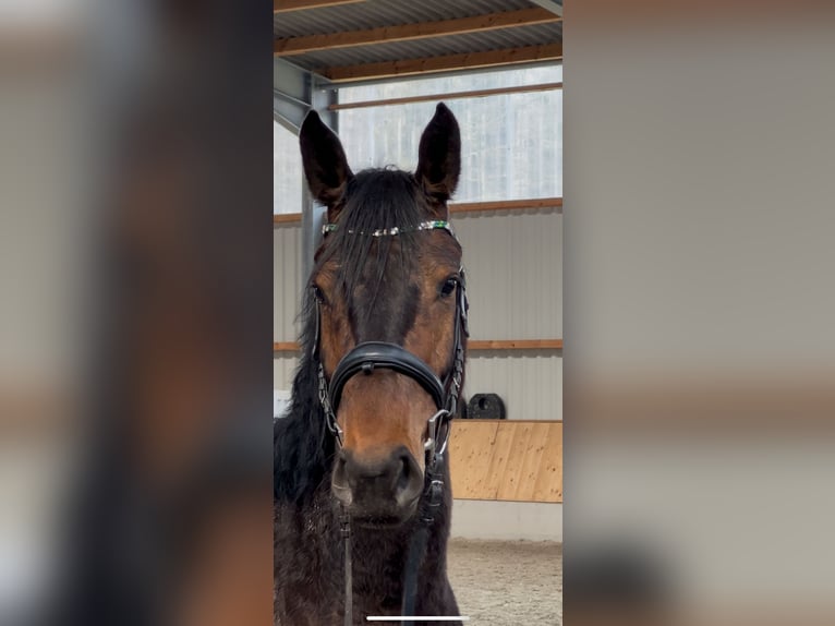 Westphalian Mare 5 years 15,2 hh Bay-Dark in Kerken