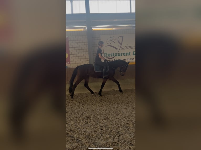 Westphalian Mare 5 years 15,2 hh Bay-Dark in Kerken