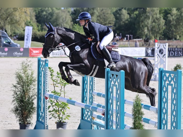 Westphalian Mare 5 years 15,2 hh Bay-Dark in Elsdorf
