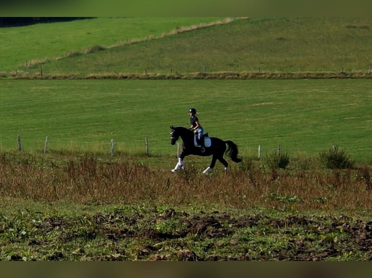 Westphalian Mare 5 years 15,2 hh Black in Iserlohn