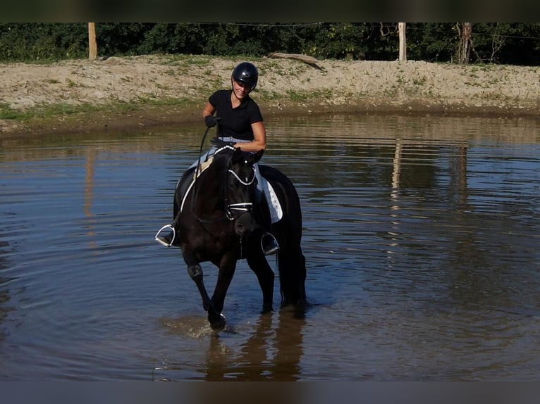 Westphalian Mare 5 years 15,2 hh Black in Iserlohn