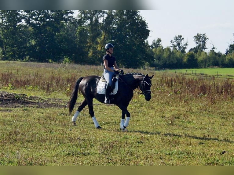 Westphalian Mare 5 years 15,2 hh Black in Iserlohn