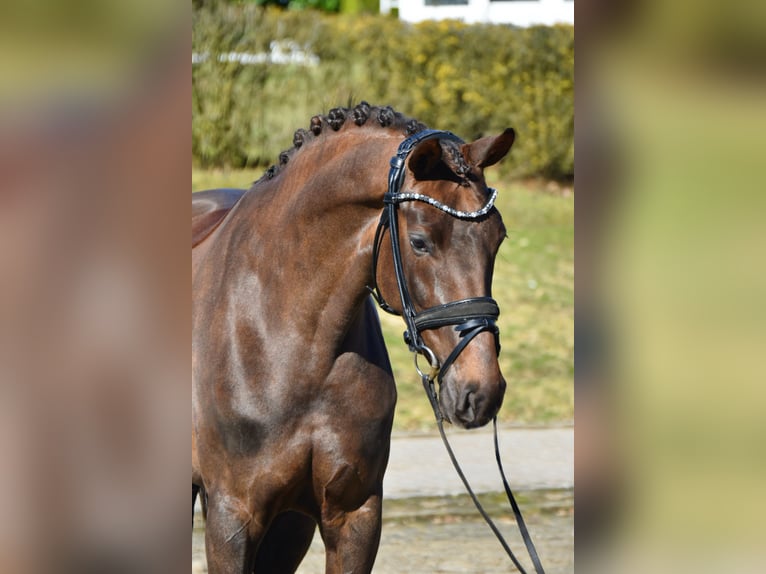Westphalian Mare 5 years 15,2 hh Chestnut in Fürstenau