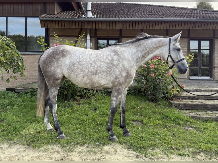 Westphalian Mare 5 years 15,2 hh Grey in M&#xFC;nster