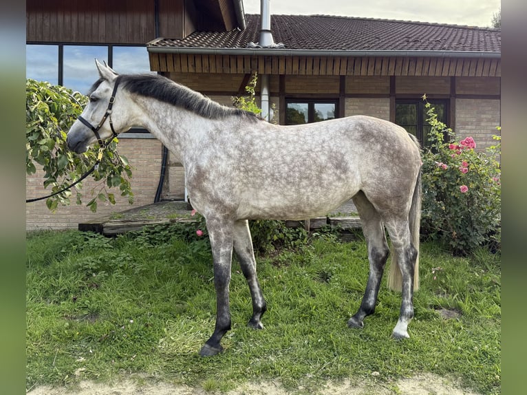 Westphalian Mare 5 years 15,2 hh Grey in M&#xFC;nster