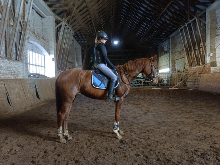 Westphalian Mare 5 years 15,3 hh Chestnut in Mügeln