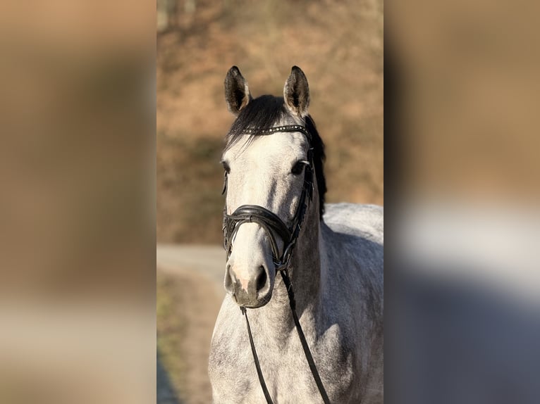Westphalian Mare 5 years 15,3 hh in Schenklengsfeld