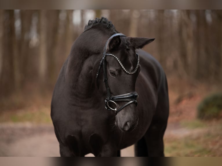 Westphalian Mare 5 years 15,3 hh Smoky-Black in Wehringen