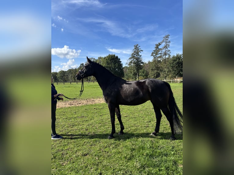 Westphalian Mare 5 years 16.1 hh Bay-Dark in WarendorfWarendorf-Milte