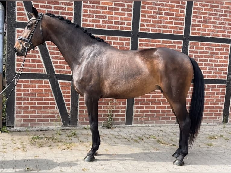 Westphalian Mare 5 years 16.1 hh Bay-Dark in Telgte