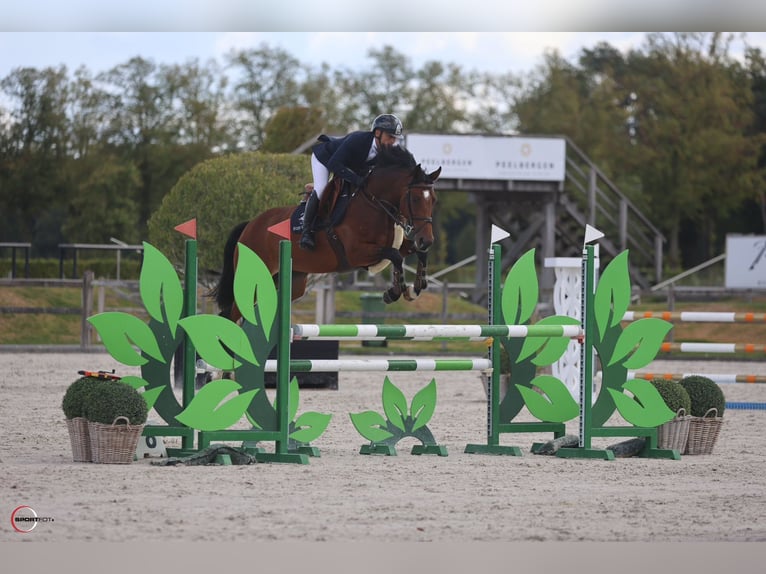 Westphalian Mare 5 years 16,1 hh Bay in Kronenberg