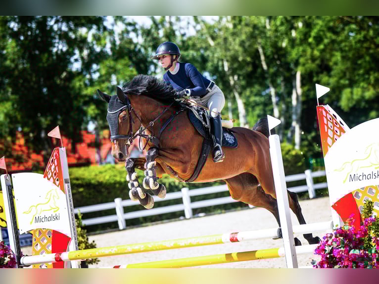 Westphalian Mare 5 years 16.1 hh Bay in Liniewko Kościerskie