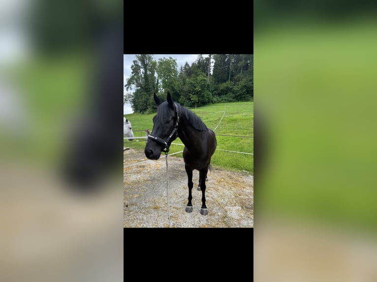 Westphalian Mare 5 years 16,1 hh Black in Bubikon