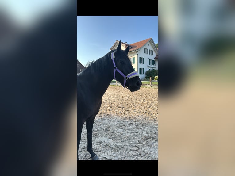 Westphalian Mare 5 years 16,1 hh Black in Bubikon