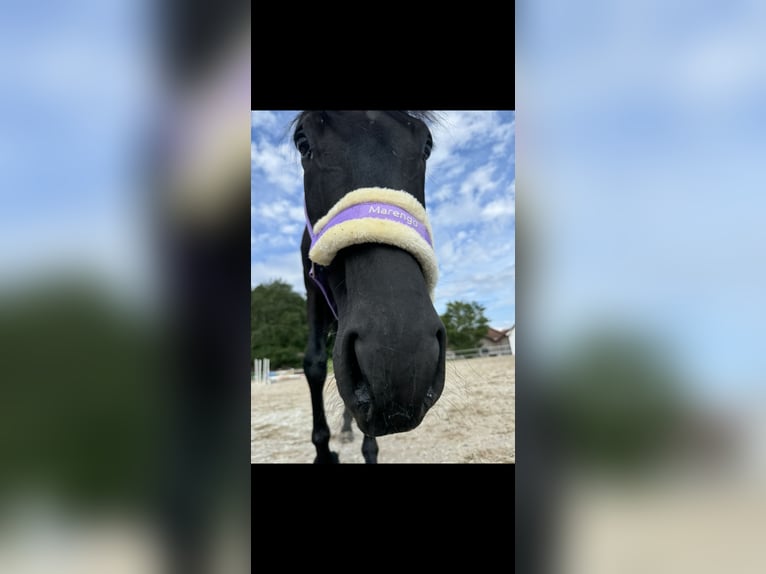 Westphalian Mare 5 years 16,1 hh Black in Bubikon