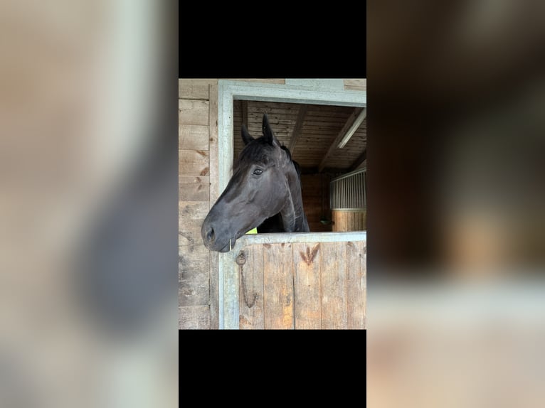 Westphalian Mare 5 years 16,1 hh Black in Bubikon