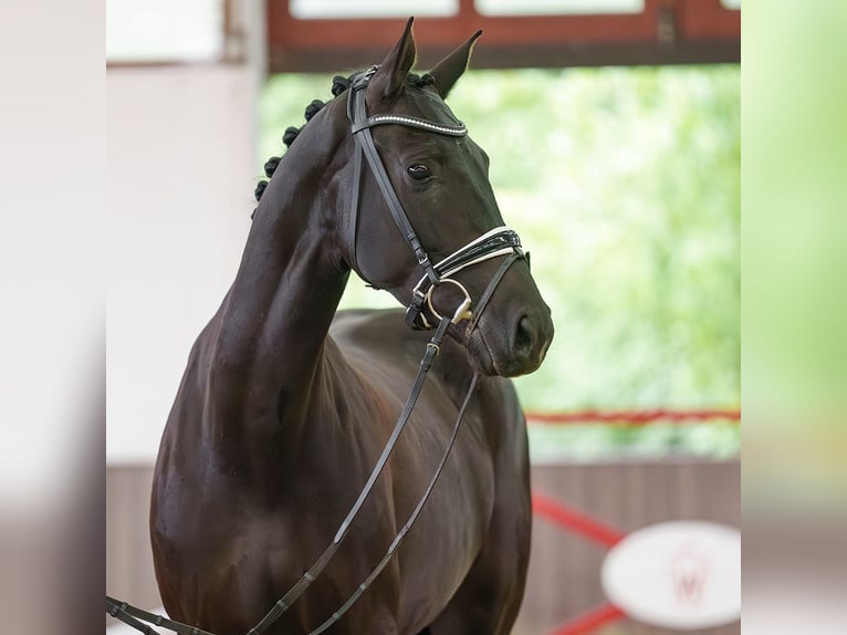 Westphalian Mare 5 years 16.1 hh Black in Münster-Handorf