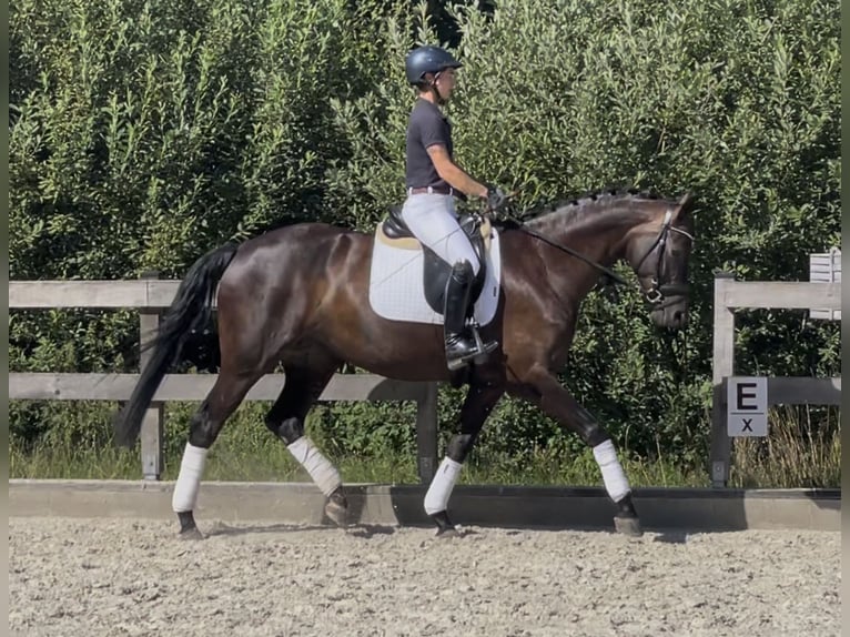 Westphalian Mare 5 years 16.1 hh Black in Rehlingen